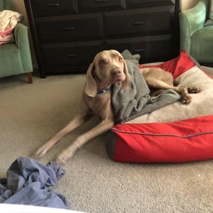 Meet your Posher, Robert